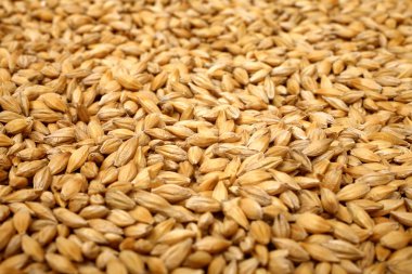 Buğday tahıl ve tahıl spike. Beyaz arka plan üzerinde izole buğday. Buğday kulakları - görüntü yakından