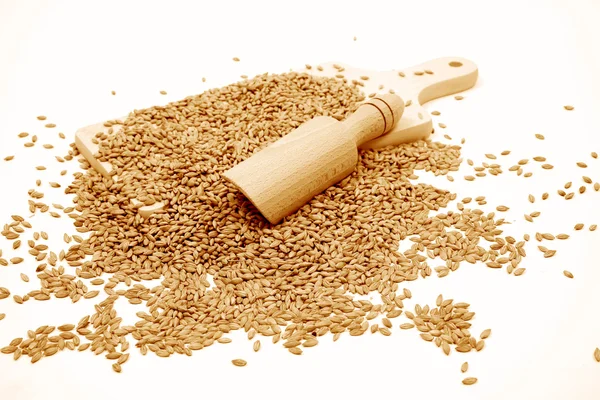 小麦の穀物と穀物のスパイク。小麦は、白い背景で隔離。小麦の耳 - クローズ アップ画像 — ストック写真