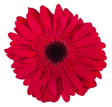 Beyaz arka plan üzerinde izole tek pembe gerbera çiçek