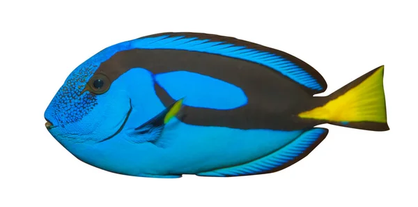 Mavi Tang, Regal beyaz arka plan üzerinde izole Tang. (Paracanthurus Hepatus) — Stok fotoğraf