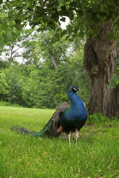 Peacock on a green garden — Stock Photo, Image