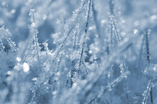 Rocío gotas de cerca en invierno como fondo — Foto de Stock