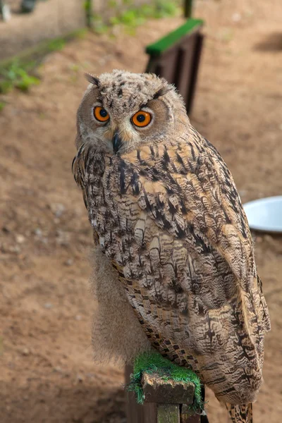 Eagle owl, Bubo bubo — Stock fotografie