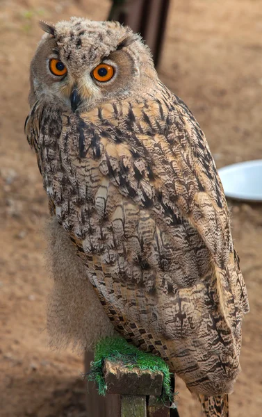 Eagle owl, Bubo bubo — Stock fotografie