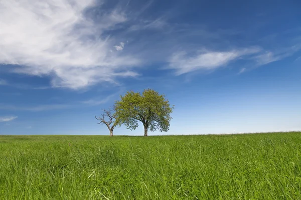 Campo, árvores e céu azul — Fotografia de Stock