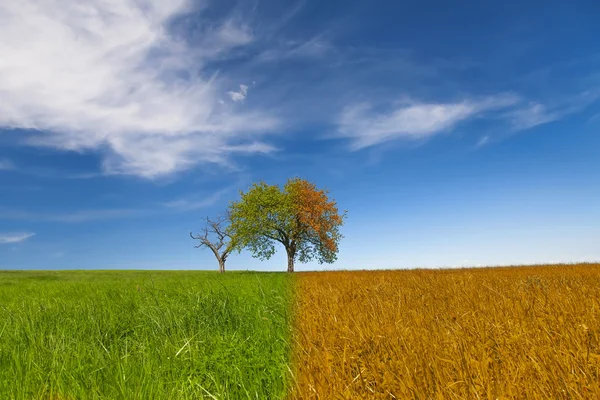 Árvore de primavera e outono, céu azul — Fotografia de Stock