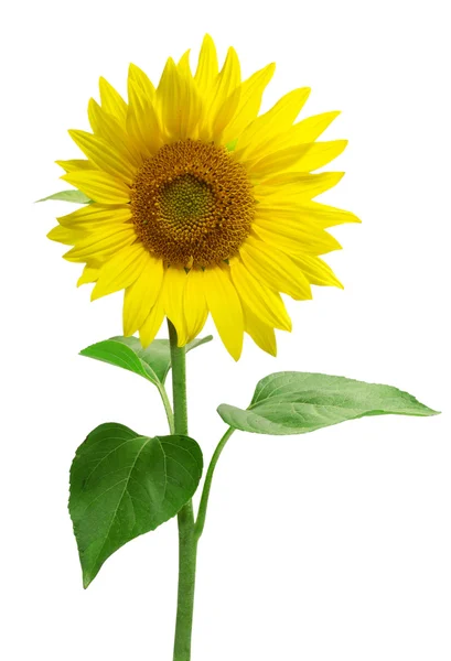 Beyaz arkaplanda izole edilmiş ayçiçeği