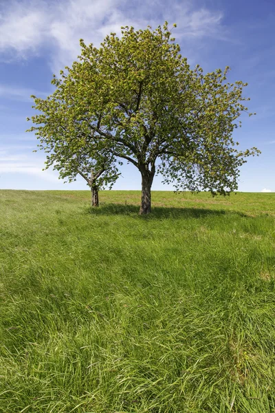 Campo, árvores e céu azul na primavera — Fotografia de Stock