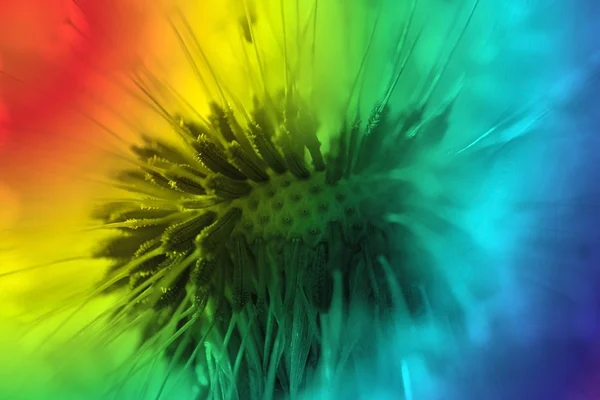 Abstraktní Pampeliška květin barvu pozadí, extrémní closeup. Velký Pampeliška na přírodní pozadí — Stock fotografie