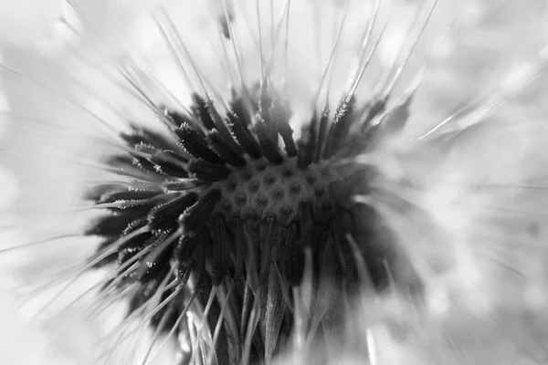 Abstract dandelion flower background, extreme closeup. Big dandelion on natural background — Stock Photo, Image