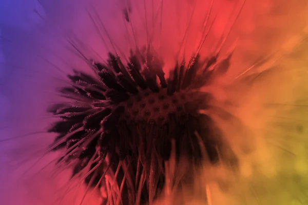 Abstract dandelion flower color background, extreme closeup. Big dandelion on natural background — Stock Photo, Image