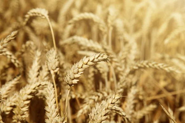 Wheat on the field — Stock Photo, Image