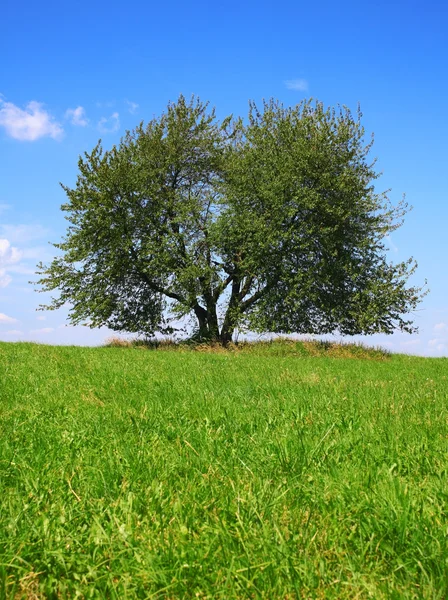 Campo, árvore e céu azul — Fotografia de Stock