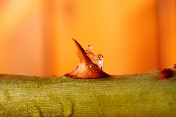 Růže thorn — Stock fotografie