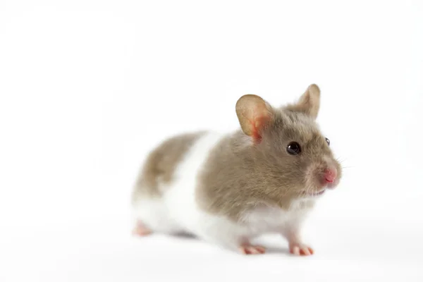 Hamster on white background — Stock Photo, Image