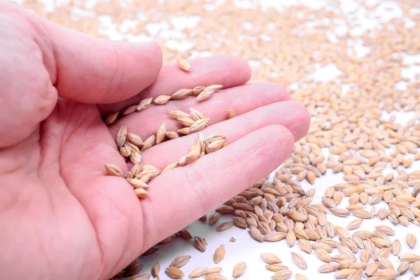 Grain of the wheat in hands of the person — Stock Photo, Image