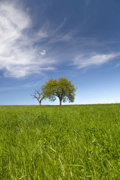 Campo, árvores e céu azul — Fotografia de Stock