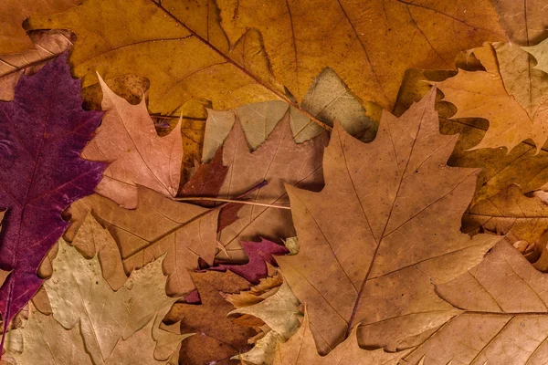 Kleurrijke herfst bladeren achtergrond — Stockfoto