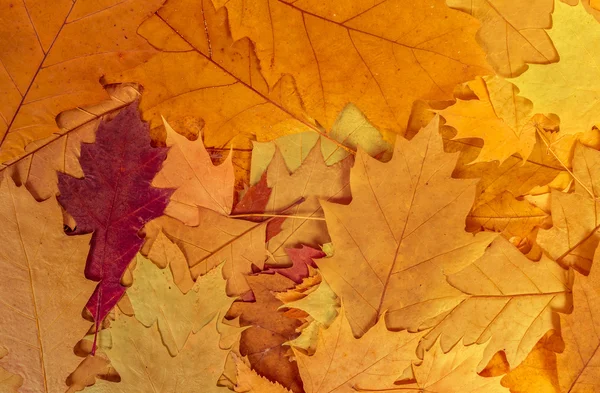 Kleurrijke herfst bladeren achtergrond — Stockfoto