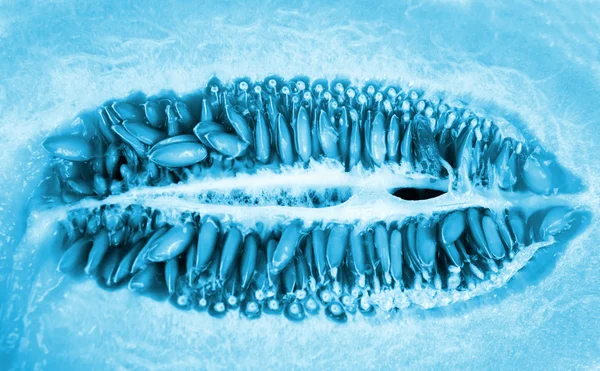 Sementes de melão perto — Fotografia de Stock