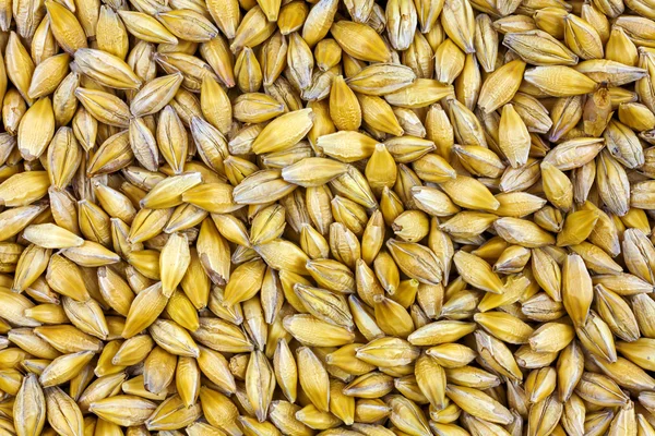 Vista de fondo de trigo desde la parte superior de cerca — Foto de Stock
