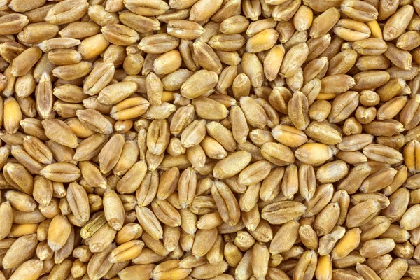 Wheat background view from the top close up — Stock Photo, Image