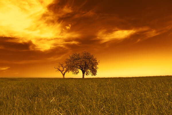 Field,trees,sunset