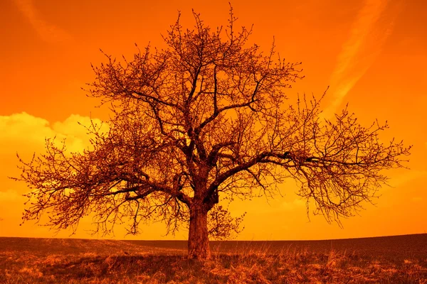 Sunrise with tree — Stock Photo, Image