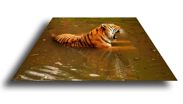 Tigre en el agua —  Fotos de Stock