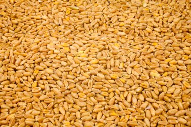 üstten buğday arka plan görünüm kapat