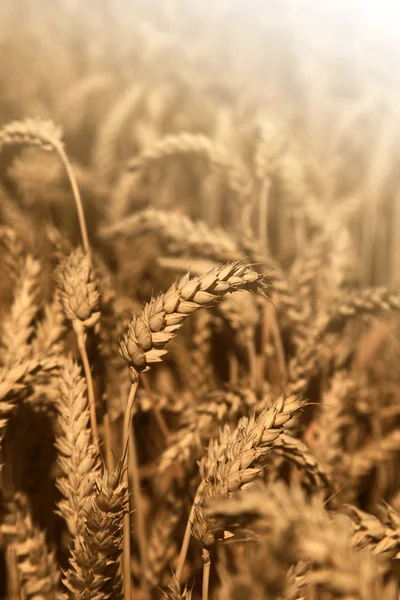 Gold wheat field — Stock Photo, Image