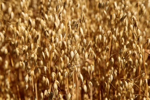 Oat field. Spikes oat closeup on a gold background. — Stock Photo, Image