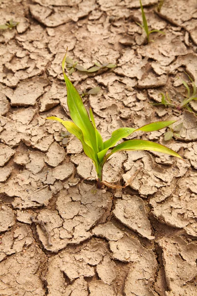 Campo de maíz — Foto de Stock