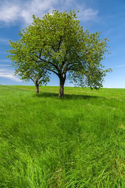 Primavera paisagem, campo e céu azul — Fotografia de Stock