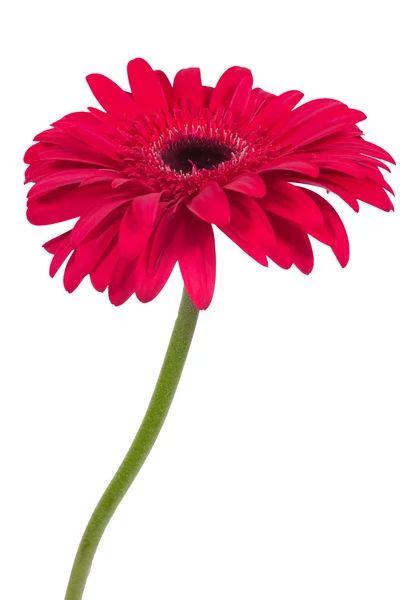 Bela flor de gerbera rosa isolada no fundo branco — Fotografia de Stock