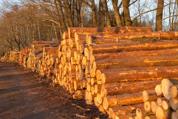 Wooden logs — Stock Photo, Image