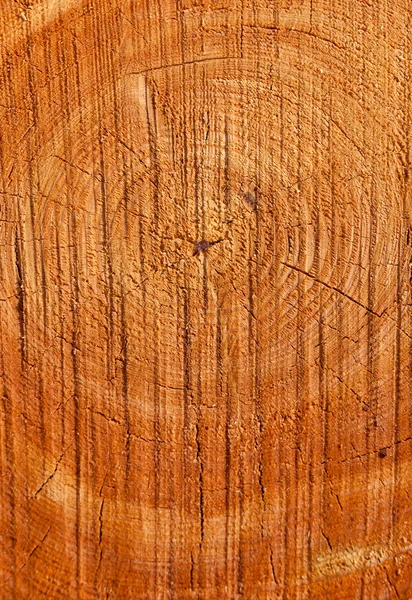 Close up seção transversal do tronco da árvore mostrando anéis de crescimento, textura — Fotografia de Stock