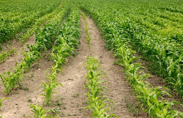 Зеленое кукурузное поле растет — стоковое фото