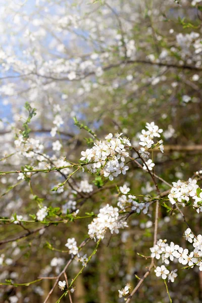 A fehér virágok virágzó ága — Stock Fotó