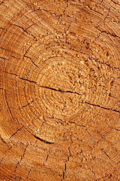 Cerrar la sección transversal del tronco del árbol mostrando anillos de crecimiento, textura —  Fotos de Stock