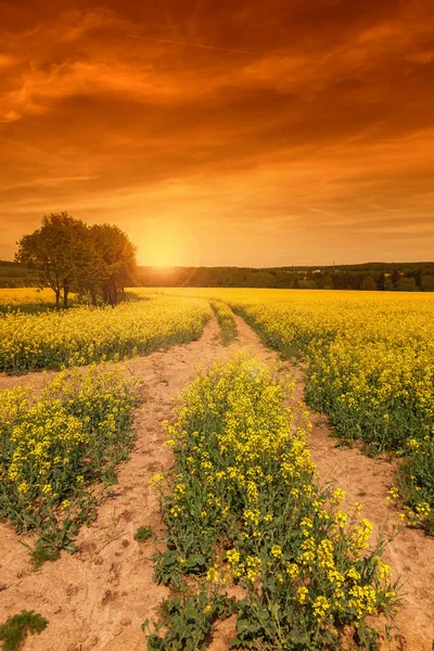 夕日の黄色い菜の花畑 — ストック写真