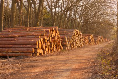 Wooden logs clipart