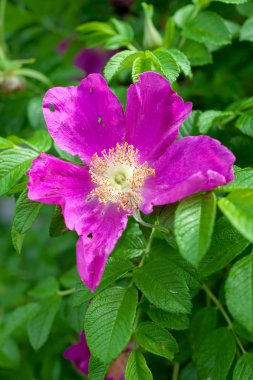 yeşil yapraklı mor çiçek