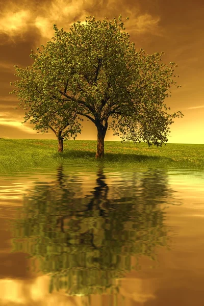 günbatımı, ağaçlar