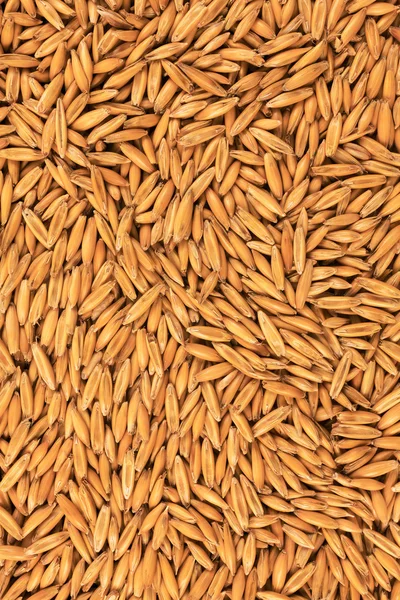 Natural oat grains background, closeup — Stock Photo, Image