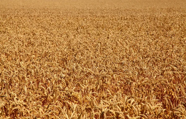 Fields of wheat at the end of summer — Stok fotoğraf