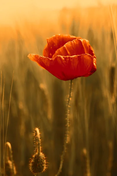 Papoula vermelha em um campo de trigo ao pôr do sol — Fotografia de Stock