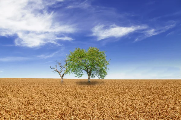 Bomen in tarweveld over bewolkt blauwe hemel — Stockfoto