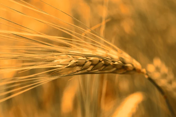 Wheat field — Stock Photo, Image