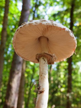 Şemsiye mantar (Macrolepiota procera)